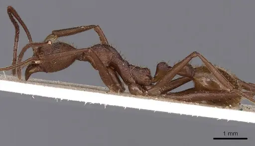 Aphaenogaster phalangium specimen CASENT0900418 image casent0900418_3