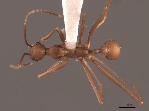 Aphaenogaster phalangium specimen FMNHINS0000046078 image fmnhins0000046078_1