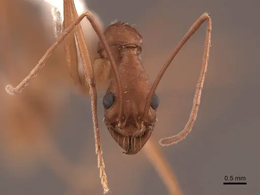 Aphaenogaster phalangium specimen FMNHINS0000046078 image fmnhins0000046078_2