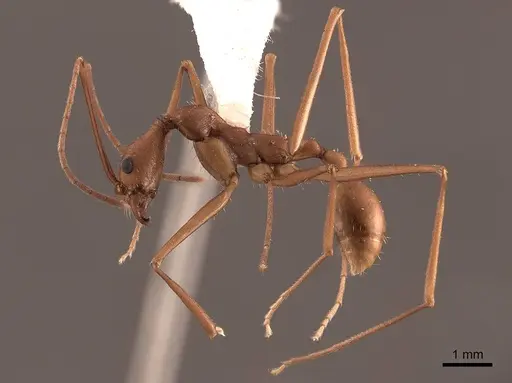 Aphaenogaster phalangium specimen FMNHINS0000046078 image fmnhins0000046078_3