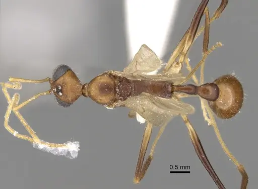Aphaenogaster phalangium specimen INBIOCRI001281560 image inbiocri001281560_1