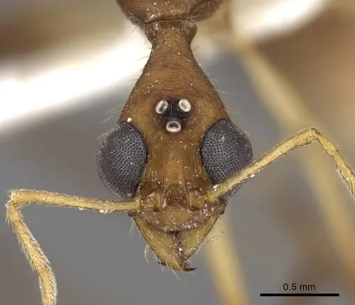 Aphaenogaster phalangium specimen INBIOCRI001281560 image inbiocri001281560_2