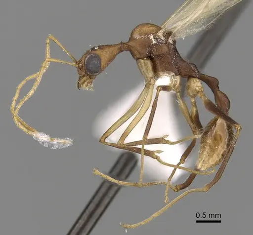 Aphaenogaster phalangium specimen INBIOCRI001281560 image inbiocri001281560_3
