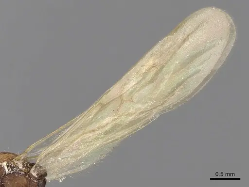 Aphaenogaster phalangium specimen INBIOCRI001281560 image inbiocri001281560_4