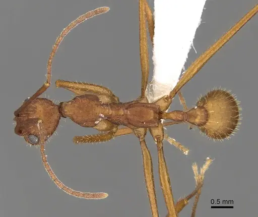 Aphaenogaster phalangium specimen INBIOCRI001281562 image inbiocri001281562_1