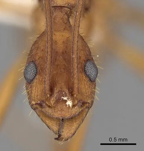 Aphaenogaster phalangium specimen INBIOCRI001281562 image inbiocri001281562_2