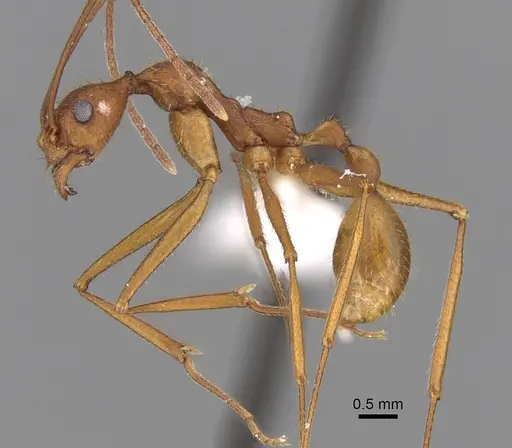 Aphaenogaster phalangium specimen INBIOCRI001281562 image inbiocri001281562_3