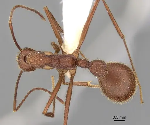 Aphaenogaster phalangium specimen JTLC000005310 image jtlc000005310_1