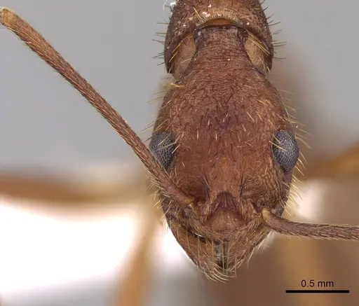 Aphaenogaster phalangium specimen JTLC000005310 image jtlc000005310_2