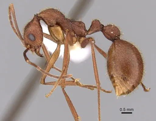 Aphaenogaster phalangium specimen JTLC000005310 image jtlc000005310_3