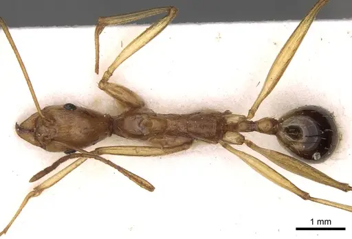 Aphaenogaster phillipsi specimen CASENT0280962 image casent0280962_1
