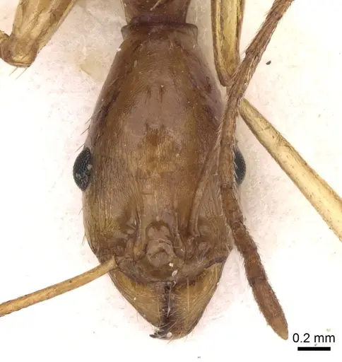 Aphaenogaster phillipsi specimen CASENT0280962 image casent0280962_2