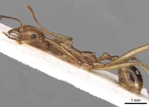 Aphaenogaster phillipsi specimen CASENT0280962 image casent0280962_3