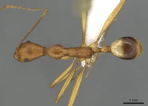 Aphaenogaster phillipsi specimen CASENT0915438 image casent0915438_1