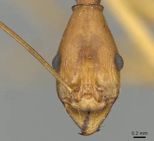 Aphaenogaster phillipsi specimen CASENT0915438 image casent0915438_2