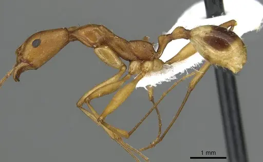 Aphaenogaster phillipsi specimen CASENT0915438 image casent0915438_3