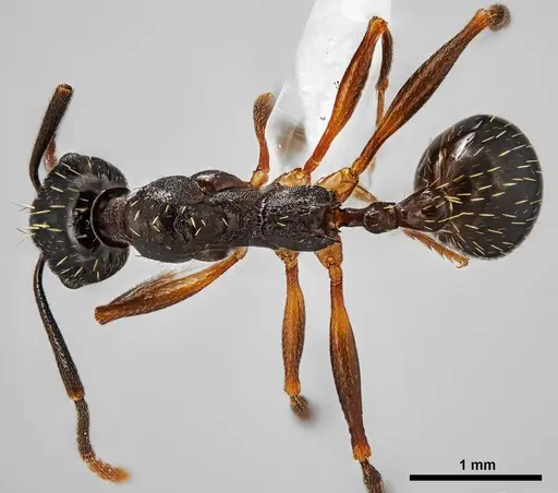 Aphaenogaster picea specimen ANTWEB1038008 image antweb1038008_1