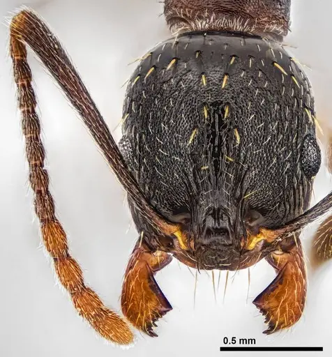 Aphaenogaster picea specimen ANTWEB1038008 image antweb1038008_2