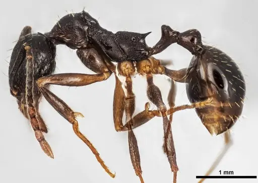 Aphaenogaster picea specimen ANTWEB1038008 image antweb1038008_3