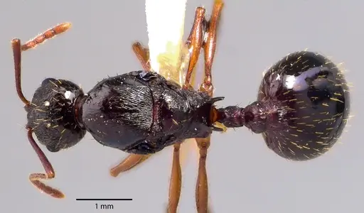 Aphaenogaster picea specimen ANTWEB1041707 image antweb1041707_1