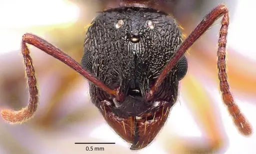 Aphaenogaster picea specimen ANTWEB1041707 image antweb1041707_2
