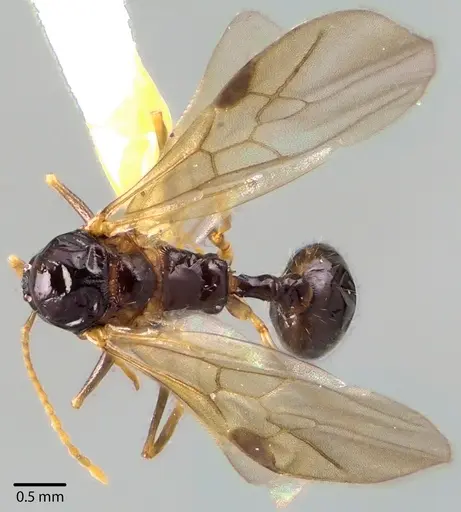 Aphaenogaster picea specimen ANTWEB1041708 image antweb1041708_1