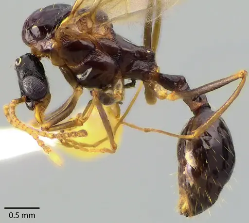 Aphaenogaster picea specimen ANTWEB1041708 image antweb1041708_3