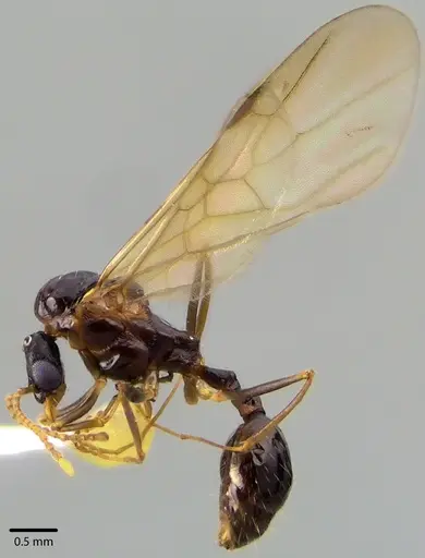 Aphaenogaster picea specimen ANTWEB1041708 image antweb1041708_4