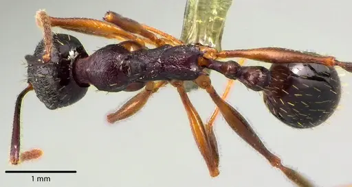 Aphaenogaster picea specimen ANTWEB1041741 image antweb1041741_1