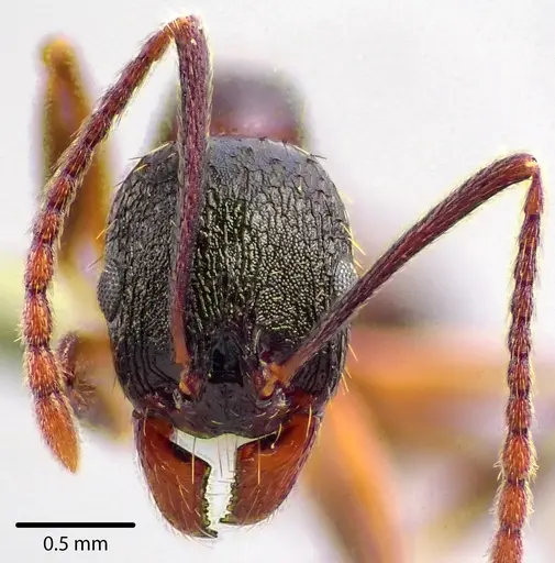 Aphaenogaster picea specimen ANTWEB1041741 image antweb1041741_2
