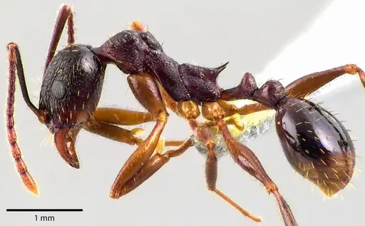 Aphaenogaster picea specimen ANTWEB1041741 image antweb1041741_3