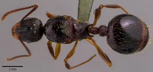 Aphaenogaster picea specimen ANTWEB1041752 image antweb1041752_1