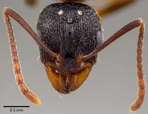 Aphaenogaster picea specimen ANTWEB1041752 image antweb1041752_2