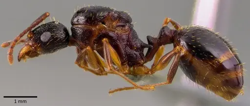 Aphaenogaster picea specimen ANTWEB1041752 image antweb1041752_3