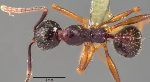Aphaenogaster picea specimen ANTWEB1041762 image antweb1041762_1