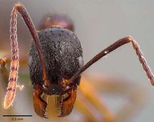 Aphaenogaster picea specimen ANTWEB1041762 image antweb1041762_2