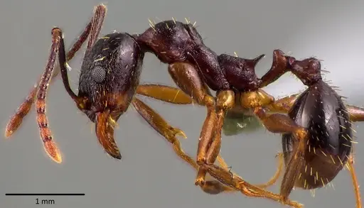 Aphaenogaster picea specimen ANTWEB1041762 image antweb1041762_3