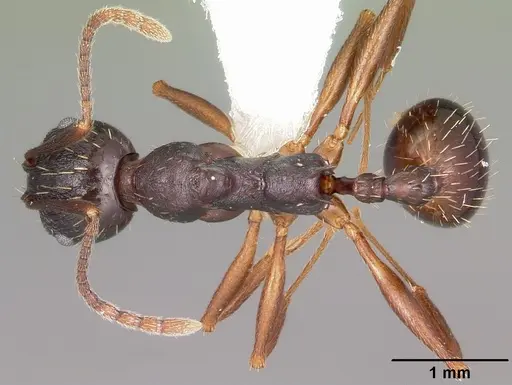 Aphaenogaster picea specimen CASENT0104844 image casent0104844_1