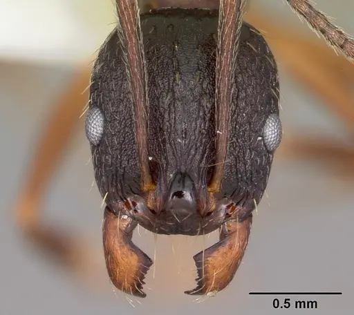 Aphaenogaster picea specimen CASENT0104844 image casent0104844_2