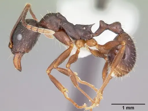 Aphaenogaster picea specimen CASENT0104844 image casent0104844_3