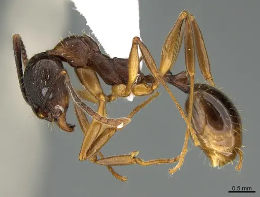 Aphaenogaster picea specimen CASENT0752240 image casent0752240_1