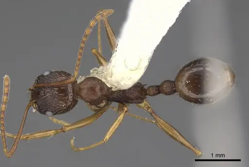 Aphaenogaster picea specimen CASENT0914477 image casent0914477_1