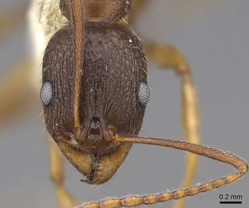 Aphaenogaster picea specimen CASENT0914477 image casent0914477_2