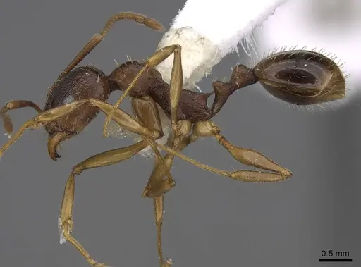 Aphaenogaster picea specimen CASENT0914477 image casent0914477_3