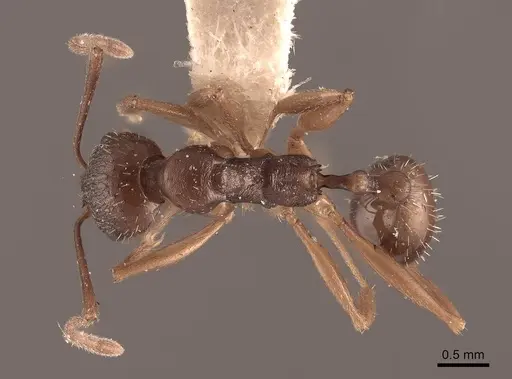 Aphaenogaster picea specimen FMNHINS0000049661 image fmnhins0000049661_1