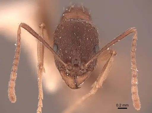 Aphaenogaster picea specimen FMNHINS0000049661 image fmnhins0000049661_2