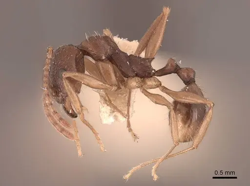 Aphaenogaster picea specimen FMNHINS0000049661 image fmnhins0000049661_3