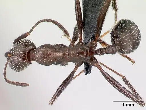 Aphaenogaster picena specimen CASENT0179866 image casent0179866_1