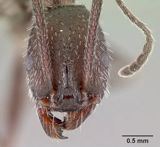 Aphaenogaster picena specimen CASENT0179866 image casent0179866_2