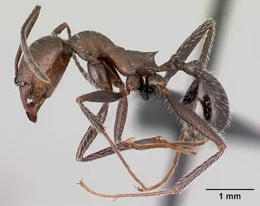 Aphaenogaster picena specimen CASENT0179866 image casent0179866_3